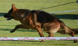 Carlo at Vita Nova 2014